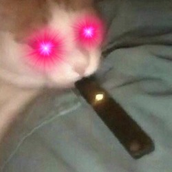 cursedcatimages:  can i hit ur juul bro 