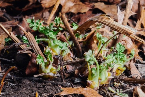 Young growth of the Stylophorum diphyllum (Celendine or Wood Poppy).