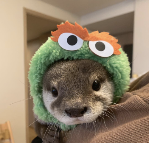 thingssthatmakemewet:  brebstick:  source: https://www.instagram.com/ponchan918/  Otters are so fckn cute!! I want one or two or 10 😍💖  Yessss, love otters! 