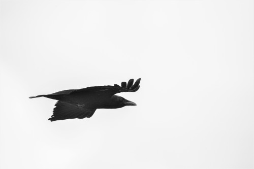 Carrion Crow