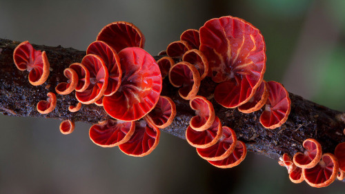 culturenlifestyle:  Steve Axford Captures Strange And Undocumented Australian Fungi  Steve Axford is a photographer on a mission to discover a thread of alien fungi, which has never been captured before. Axford lives in the Northern Rivers of New South