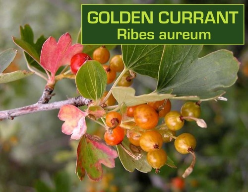 biodiverseed:I love the sweet but tart berries in the Ribes genus, which is why I have planted so many of them out in my ‘Berryland’ garden. They are generally tolerant of shade, so they make an excellent understory shrub below fruit-producing