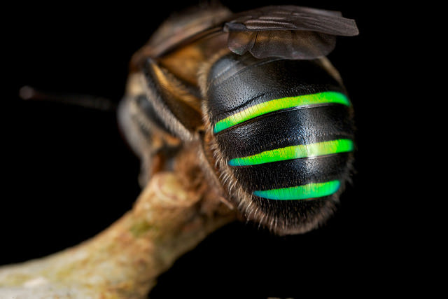 libutron:  Nomia iridescens a Bee with colourful abdominal stripes  This cool bee,