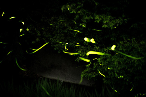 firefly by doc_2014 on Flickr.