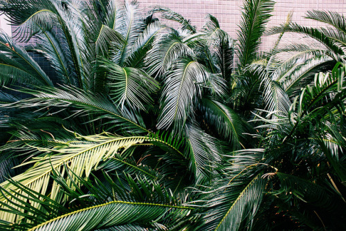 d-ragonfruit:theadventurechild:Jungle/tropical blogjungle // ocean 