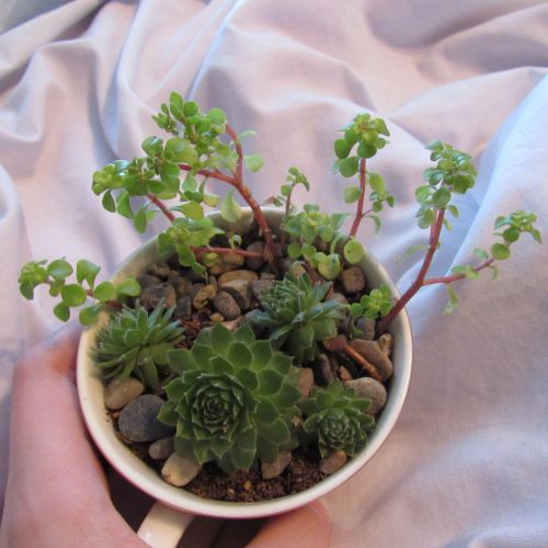 voidedsuggestion: look at these new plants i got they’re in a teacup!!
