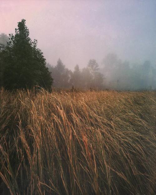 themountainlaurel:Foggy morning goodness