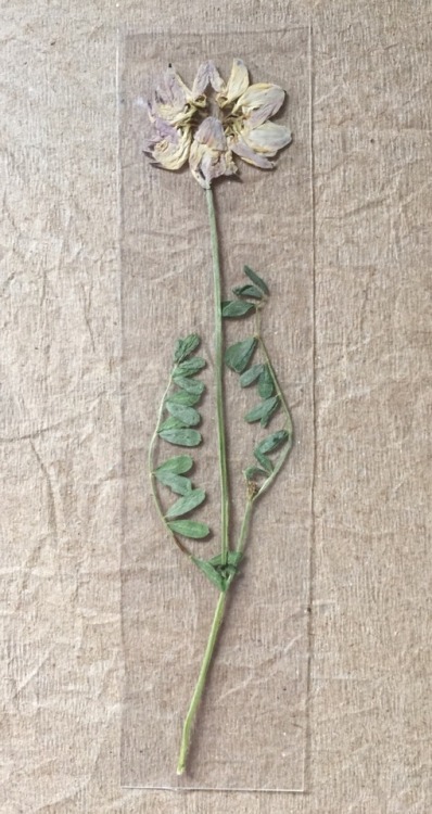 floralsgifts: Pressed flower bookmarks ~ floralsgifts.com ✨