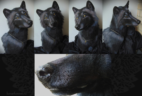 This is an artificial faux taxidermy wolf head, which was created in the manner of a wolf taxidermy 