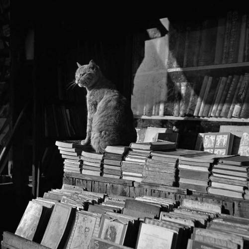 paolo-streito-1264: Francesc Catala-Roca. Old Books with Cat, Barcelona, 1953.