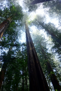 dharuadhmacha: wanderthewood:  Humboldt Redwoods State Park, California by Redwood Reverence   The grove is the centre of their whole religion.  It is regarded as the cradle of the race and the dwelling-place of the supreme god to whom all things are