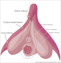 micdotcom:  The clitoris is necessary for 75% of women to orgasmThe clitoris is solely devoted to pleasureThe clitoris is much larger than you thinkThe clitoris is finickyThe clitoris is wildly misunderstood