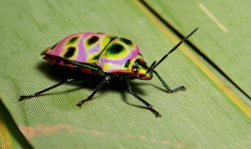 sinobug:Shield-backed Jewel Bug (Poecilocoris rufigenis, Scutelleridae)by Sinobug (itchydogimages)