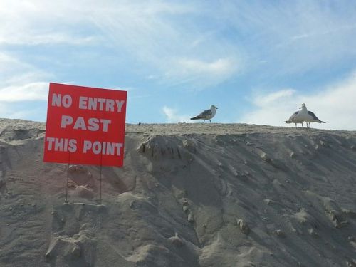 partybarackisinthehousetonight:  seagulls are idiots they cant even read