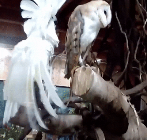 Do You Think Wildclaws Emote Like Cockatoos? Cause I Do And I Think Thats Adorable And Hilarious. Like