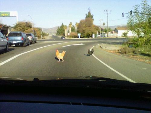 niknak79:  I wanted to ask why, but they ran off before I had the chance 
