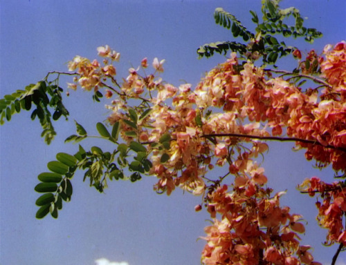 365filmsbyauroranocte:   The River (Jean Renoir, 1951)  