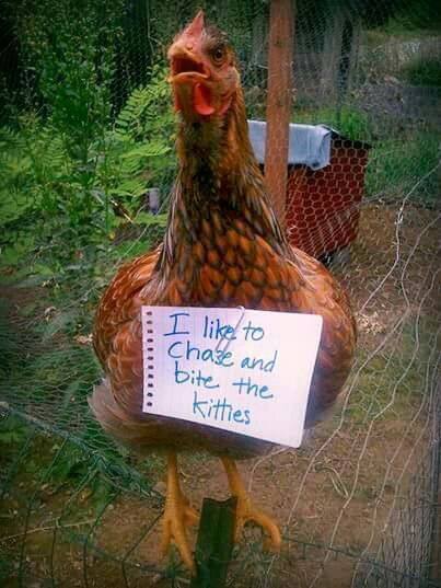 thefingerfuckingfemalefury:  arellasmercy:  chickenfluffbutts: chicken shaming  @kedreeva 