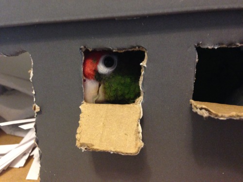 gilliebird: “password, pleb. u think u can enter my secret base without me seeing?????? FOOL!!!”