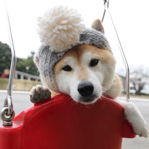 unihalo:Snow or not?雪降るのかしら…新記事mofmo.jp/article/11261#shiba#shibe#shibainu#shibainuun