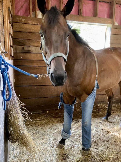 redcloud:  bunnyfood:  “My wife’s horse has a problem with flies bothering his leg wound so she harnessed her Doctoral degree and fashioned him jean suspenders…”(Source: Ben Voytas)   Jorse