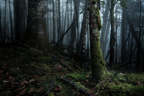 North Yatsugatake mountains / Nagano Prefecture by Seiuchi F