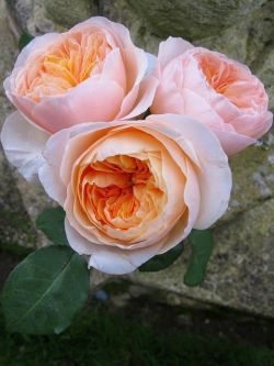 flowersgardenlove:  Juliet posy Beautiful gorgeous pretty flowers 