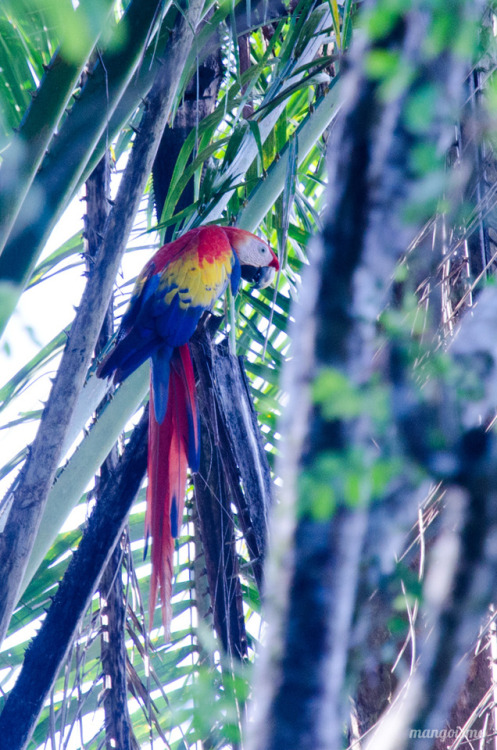 On my way to Playa Carate I finally got a good shot of a Scarlet Macaw. Sadly this one doesn’t