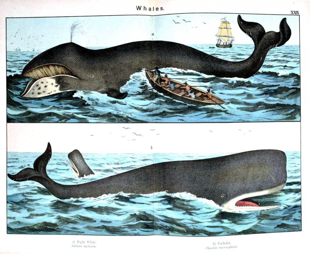 hms-surprise:
“ Animal - Sea mammal - Whales, illustration
”