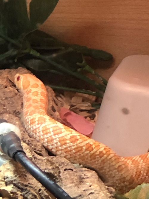 @snake-spotted
