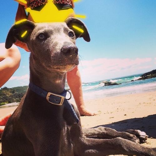 Divo the whippet #crownsarelikepots #whippet #longdog #puppy #nobbys #beach #portmacquarie #holidays