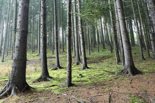 Forest I. by Ivo Novák on Flickr.