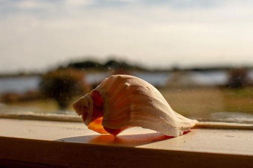 Marcel just found out he’s adopted. Not a local shell from a storied east coast family; but a refuge