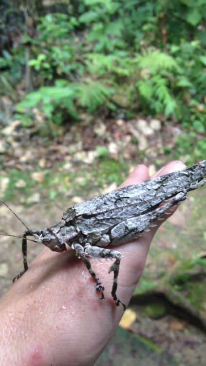 buggirl: Female katydid  Incredible  Jatun Sacha, Ecuador