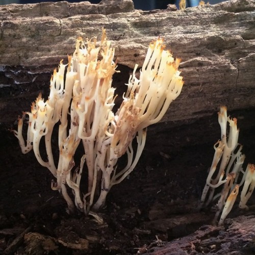 timothea:There’s fungus among us. (at Chicago Botanic Garden)