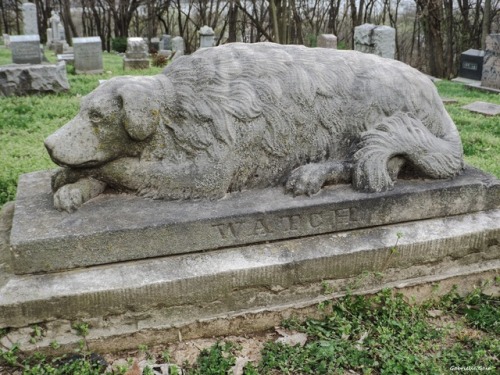 daughterofchaos:Watch- I left dogwood flowers -Springdale Cemetery in Peoria, IllinoisMy photos, Gab