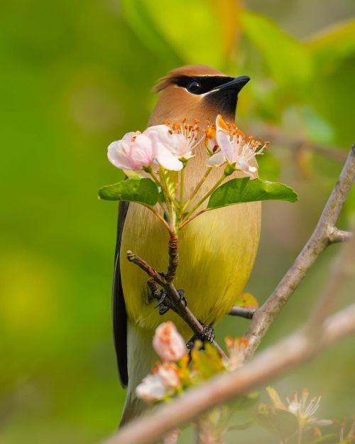 florealegiardini: Cedar waxwings ~ Zachary Vaughan