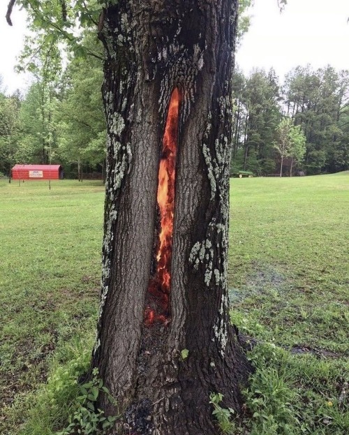 zegalba:Trees which have been struck by lightning