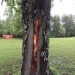 zegalba:Trees which have been struck by lightning