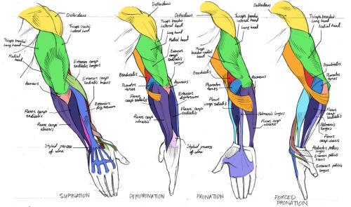 Porn photo helpyoudraw:  Anatomy - Human Arm Muscles by Canadian-Rainwater from