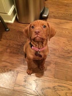 awwww-cute:  We lose her all the time on the hardwood