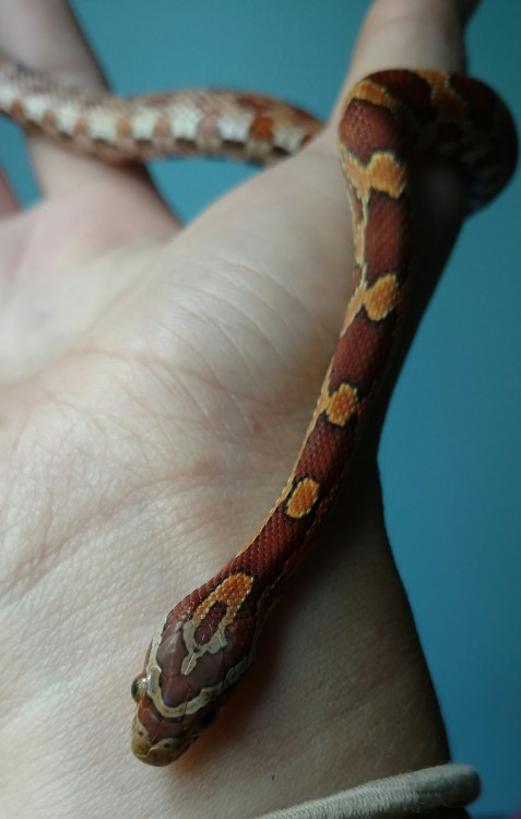 A normal corn snake hatchling adopted by one of my neighbors. Such a sweetie!