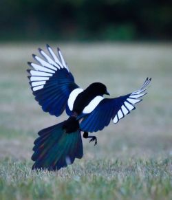 hippiepiegypsybird:  Magpies can look like