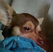 When You Find A Sambucky Blog But Theyre Anti-tony