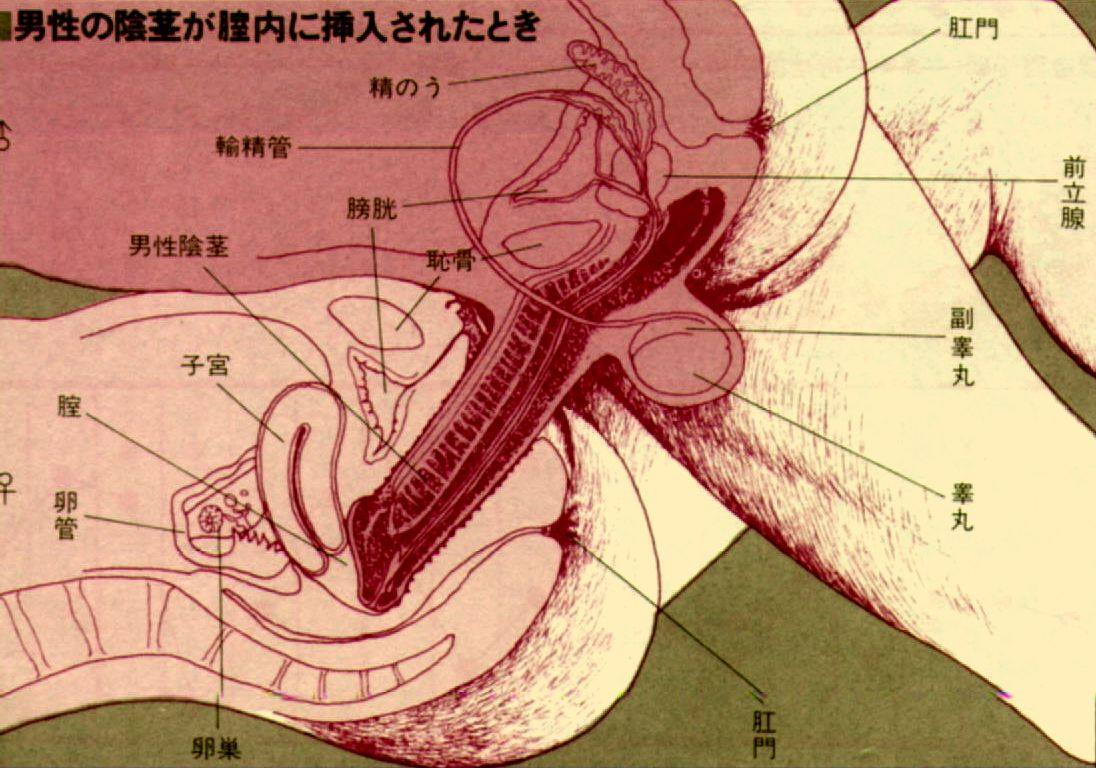 Penis diagram