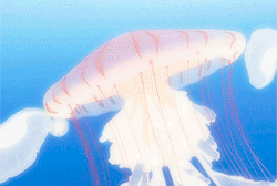 mawaruu: gif request meme // asked by anon↪ Kuragehime +「Episode 1」“When I was a little girl, my mother took me to an aquarium that had jellyfish. As she looked at the jellyfish, with their tentacles like a princess’s dress, she said… ”Every