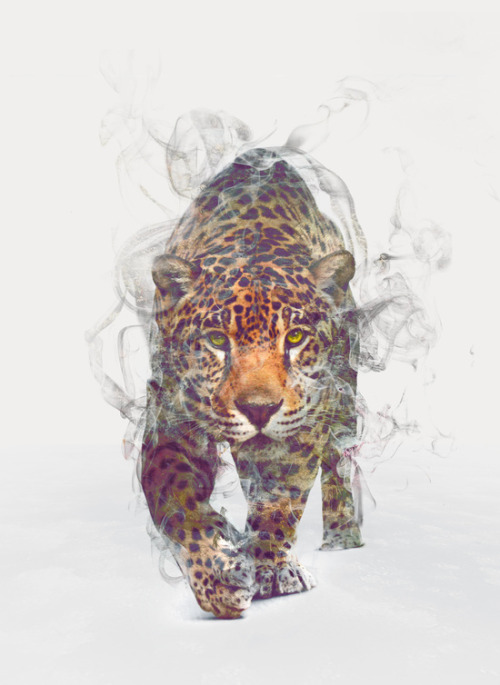 bestof-society6: ART PRINTS BY ONE MAN WORKSHOP The Wolf II The Bear Leopard Lion&nbs