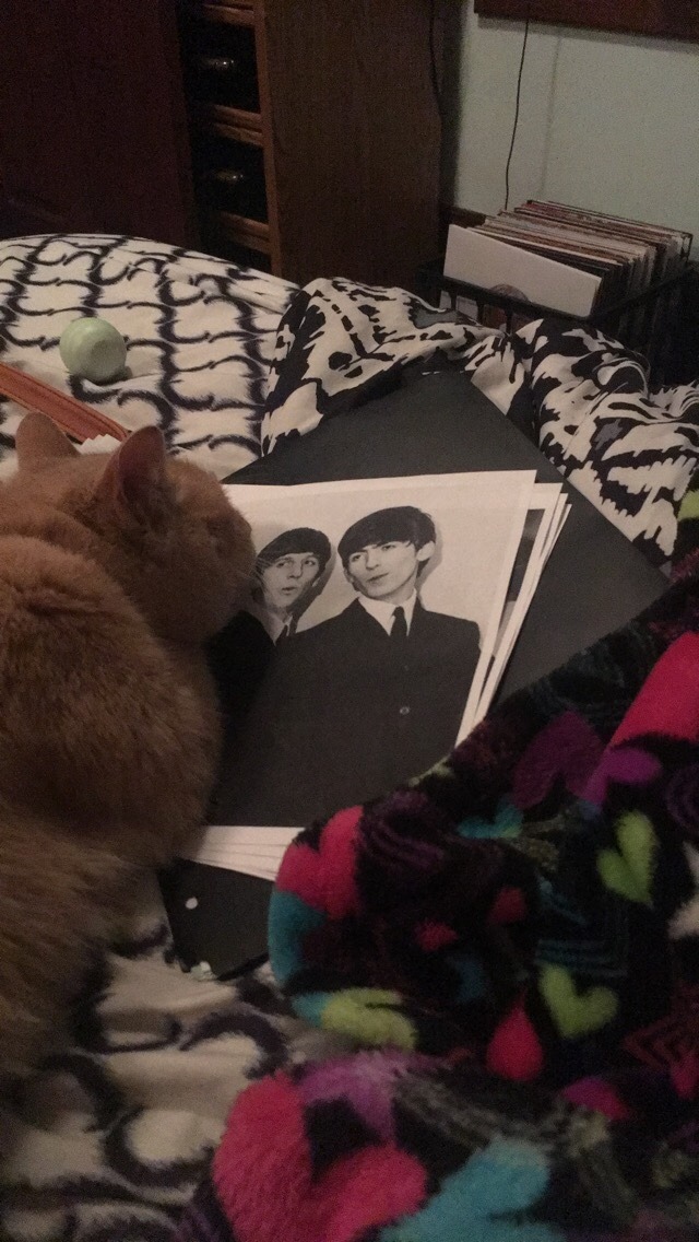 happymondayman:  panini-deaky:  My cats weird obsession with Ringo Starr So recently my cat has become infatuated with a picture of Ringo Starr I have hanging up in my room    He only ever does this with ringo, not George, the only other picture he can