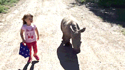 heissehexebayern:  bob-belcher:  Video: Little Girl Goes for a Stroll With a Baby Rhino   😉