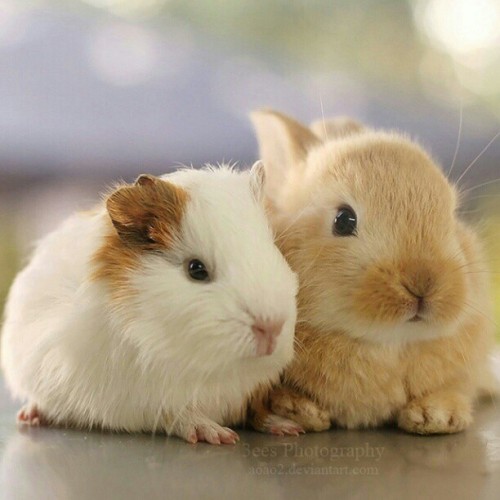 Guinea pig and bunny ♥ #guineapig #bunny #pets #pet #animals #photo #photooftheday #cute #friends #b